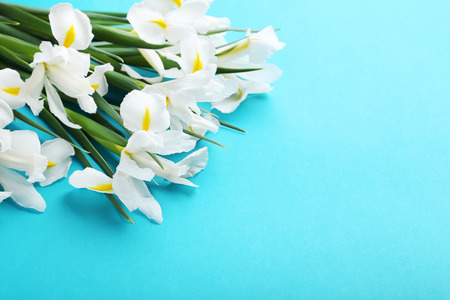 White iris flowers on blue backgroundの写真素材