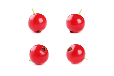Red currants isolated on a whiteの写真素材