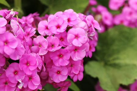 Beautiful spring flowers in the garden