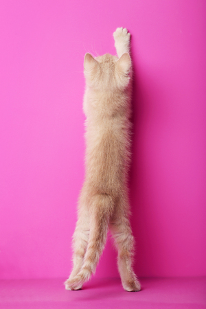Ginger kitten on pink backgroundの写真素材