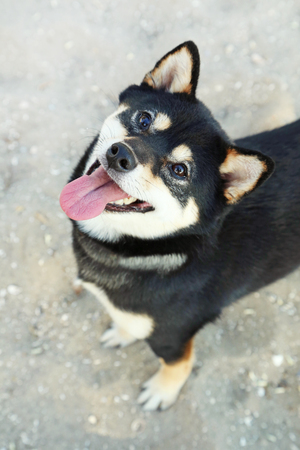 Beautiful black shiba inu dogの写真素材