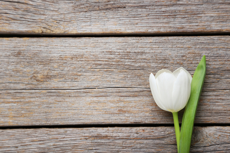 White tulip on a grey wooden tableの写真素材