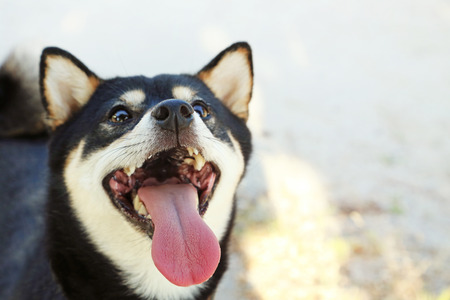 Beautiful black shiba inu dogの写真素材