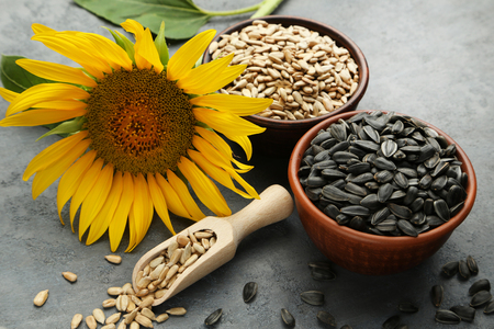 Sunflower seeds in scoop and bowl on grey wooden tableの写真素材