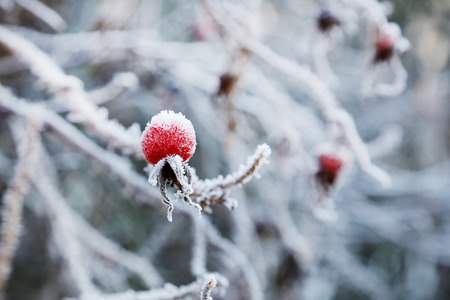 Frozen red berries on the tree branchの写真素材