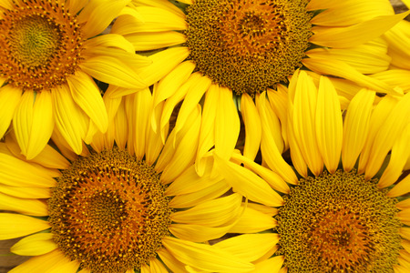 Sunflowers backgroundの写真素材