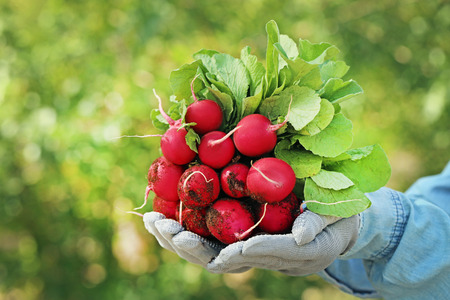 Fresh radish from garden in female hands