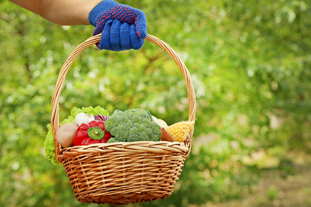 Male hand holding basket with fresh vegetablesの写真素材