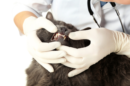 Veterinarian examining teeth to a grey catの写真素材