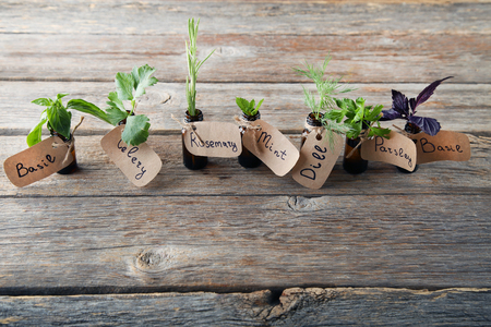 Different fresh herbs in bottles on grey wooden tableの写真素材