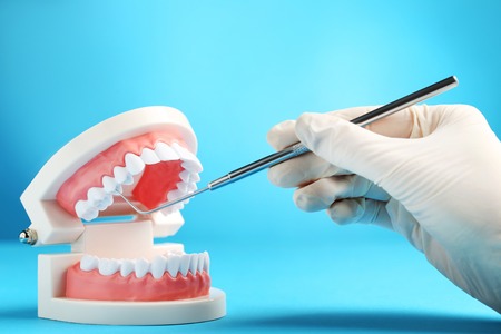 Female hands with teeth model and dental tool on blue background