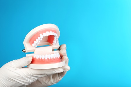 Female hand holding teeth model on blue background