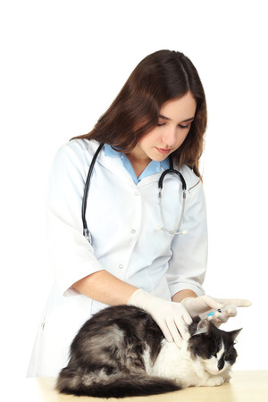 Veterinarian giving injection to a catの写真素材