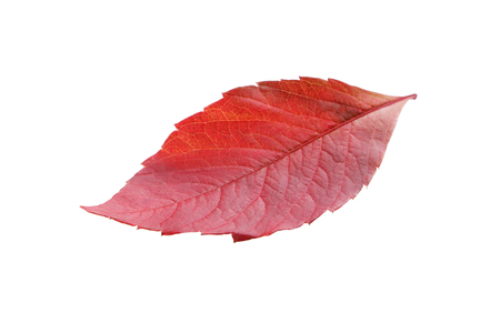 Autumn leaf isolated on white backgroundの写真素材