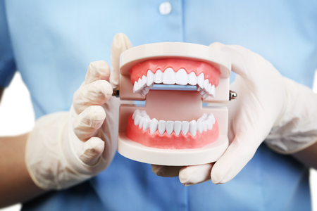 Female hand holding teeth modelの写真素材