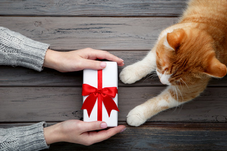 Female hand with gift box and ginger cat on grey backgroundの写真素材