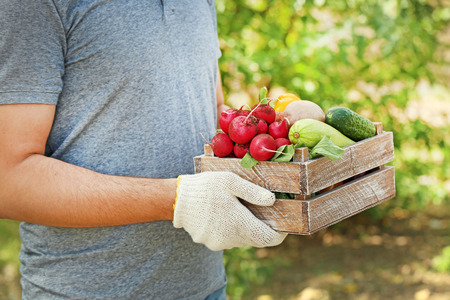 Male hands holding fresh vegetables in wooden crateの写真素材
