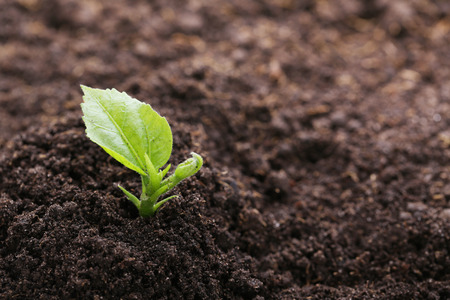 Young green plant in groundの写真素材