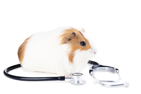 Guinea pig with stethoscope isolated on white backgroundの写真素材