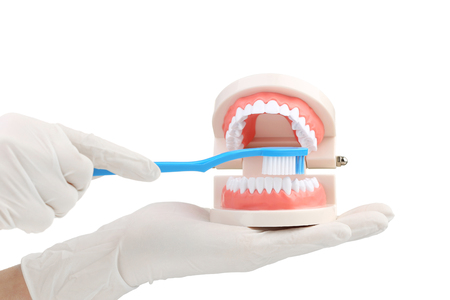 Female hands holding teeth model and toothbrush on white backgroundの写真素材