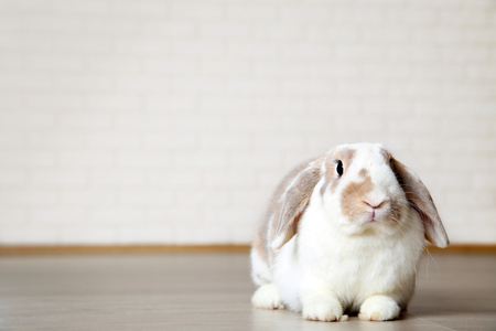 Beautiful rabbit on the floorの写真素材