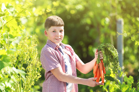 Young boy holding fresh carrotsの写真素材