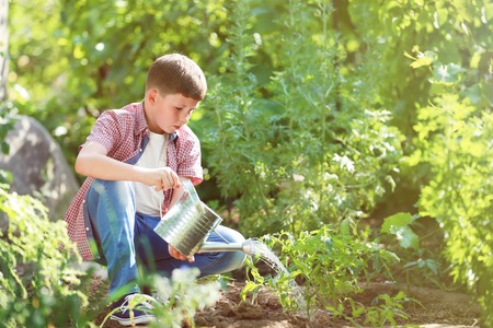 Young boy pouring green plant in the gardenの写真素材