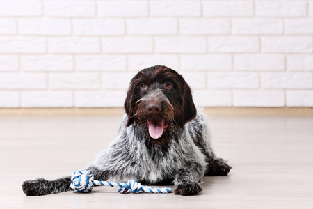 German pointer dog lying on the floor with toy