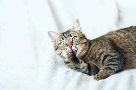 Grey cat lying on the plaidの写真素材