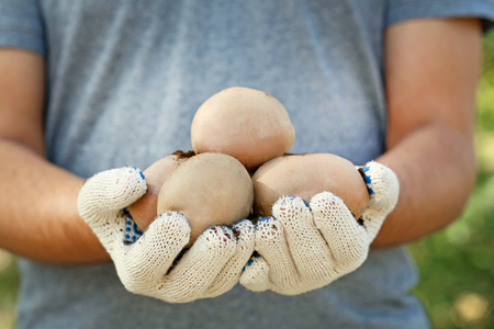 Male hands holding fresh potatos in handsの写真素材