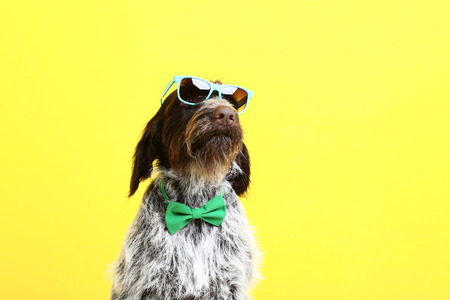 German pointer dog with bow tie and sunglasses on yellow backgroundの写真素材