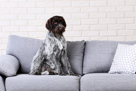German pointer dog sitting on grey sofaの写真素材