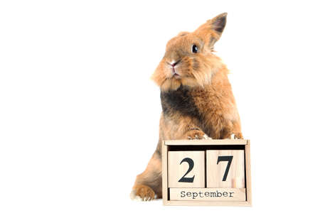 Brown rabbit with cube calendar isolated on white backgroundの写真素材