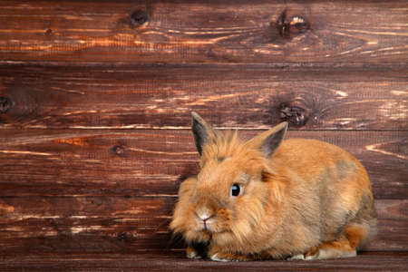Brown beautiful rabbit on wooden backgroundの写真素材