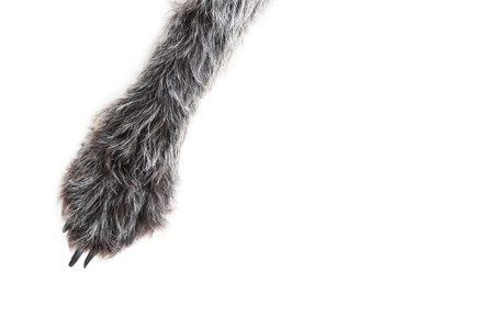 Dog paw on white backgroundの写真素材