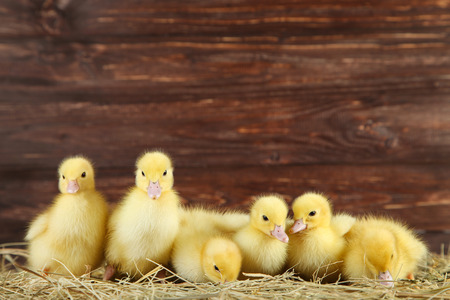Little yellow ducklings on hayの写真素材