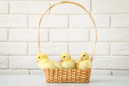 Little yellow ducklings in basket on brick wall backgroundの写真素材