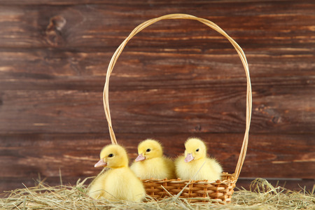 Little yellow ducklings in basket on hayの写真素材