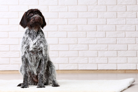 German pointer dog sitting on the floorの写真素材