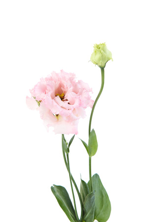 Pink eustoma flower isolated on white backgroundの写真素材