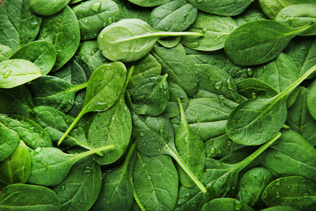 Spinach leafs backgroundの写真素材