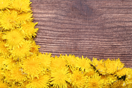 Yellow dandelions on brown wooden tableの写真素材
