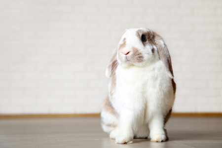 Beautiful rabbit on the floorの写真素材