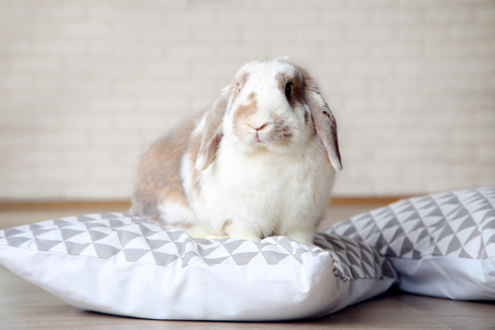 Beautiful rabbit with pillows on the floorの写真素材