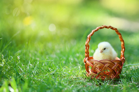 Little chick sitting in basket