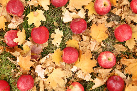 Red apples with dry yellow leafs in autumn parkの写真素材