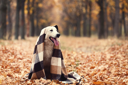 White swiss shepherd dog with plaid in autumn parkの写真素材