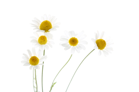 Chamomile flowers isolated on white backgroundの写真素材