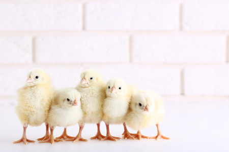Little chicks on brick wall backgroundの写真素材