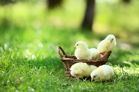Little chicks in basket on green grassの写真素材